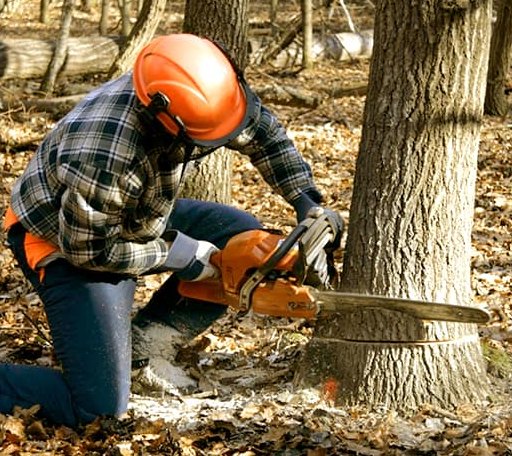 Tree Removal in Marquez, TX